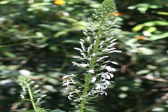 Lobelia nicotianifolia